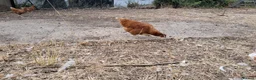 Chickens poultry for sale: Warren pullets - Advert 3