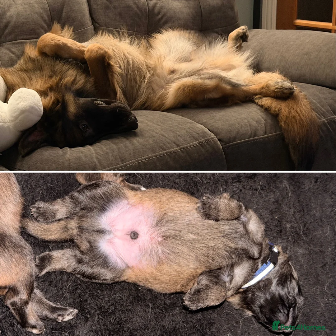 German Shepherd dogs for sale: 🐶🐶German Shepherd Puppies🐶🐶 - Advert 18