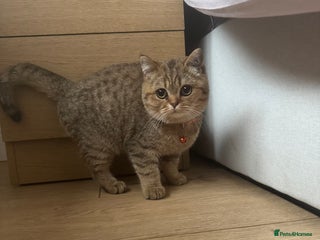 British Shorthair cats - Advert 1