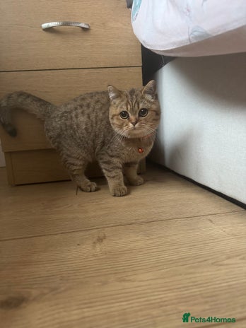 British Shorthair cats - Advert 6