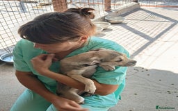 Mixed Breed dogs for adoption: Bugsy, approx 6 mnths. Available for adoption.  - Image 8