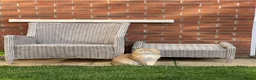 Scottish Fold cats for sale: PUREBRED GOLDEN CHINCHILLA SCOTTISH FOLD KITTENS  in Basildon - Advert 21