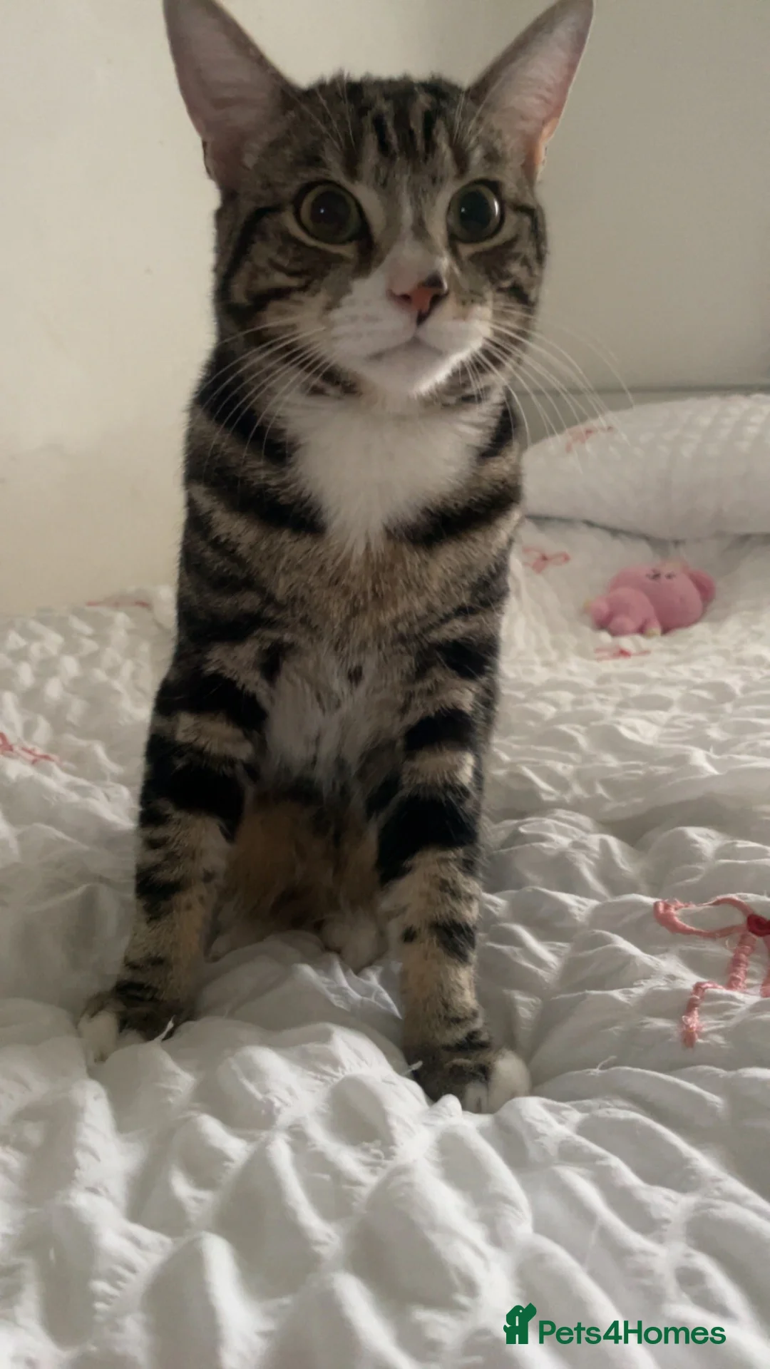 Mixed Breed cats for sale: Male Cat - Neymar - Advert 2