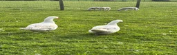 Geese poultry for sale: Breeding pair ebdon geese in Bury Saint Edmunds - Advert 3