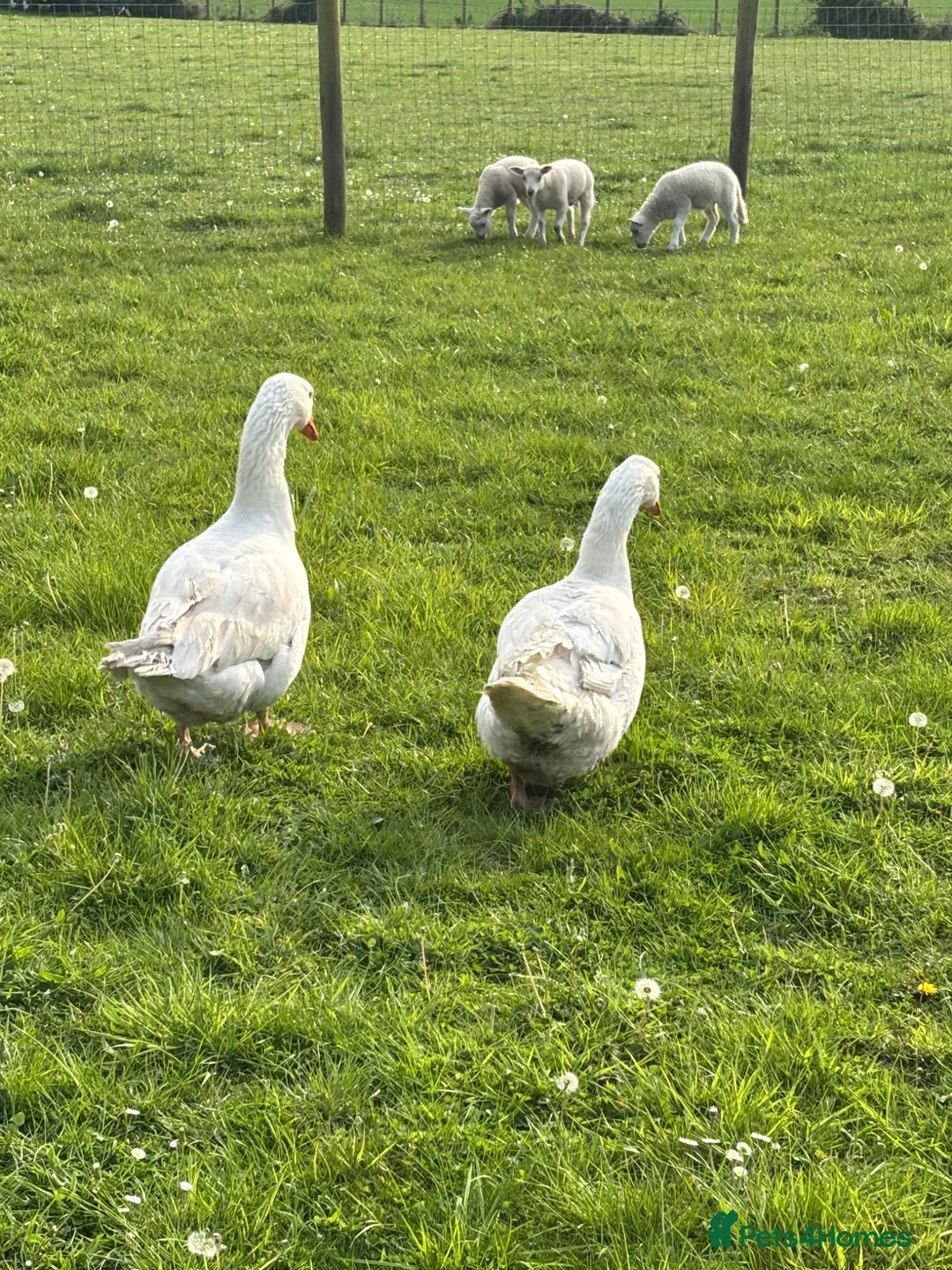 Geese poultry for sale: Breeding pair ebdon geese in Bury Saint Edmunds - Advert 3