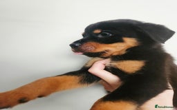 Rottweiler dogs for sale: READY NOW- Beautiful Rottweiler Puppies - Image 21