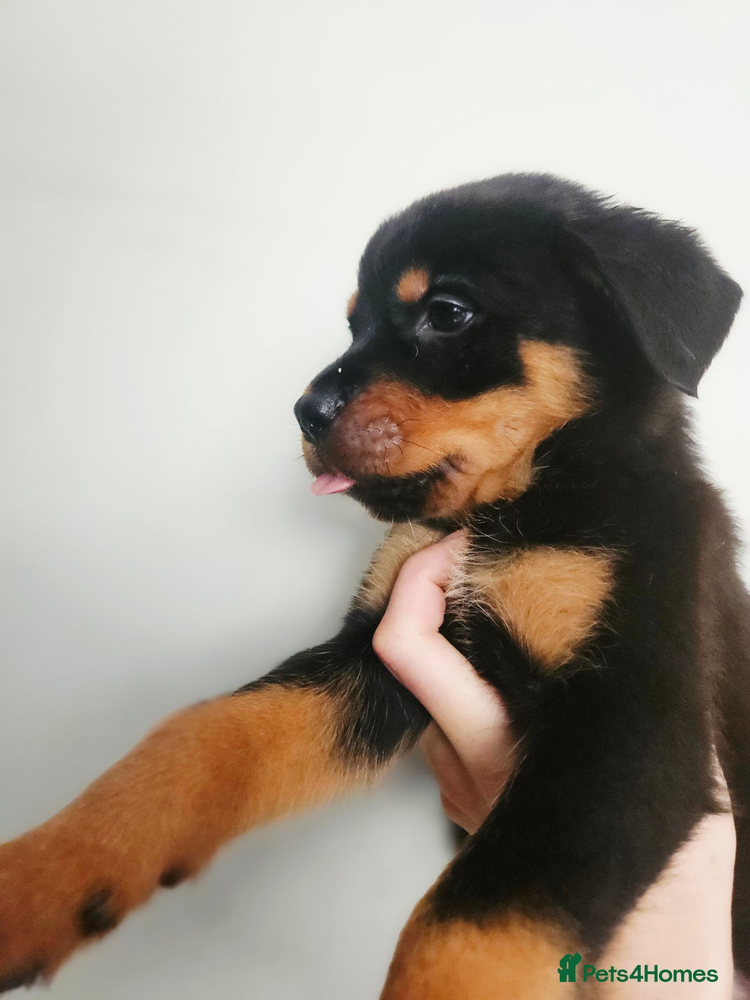 Rottweiler dogs for sale: READY NOW- Beautiful Rottweiler Puppies - Image 21