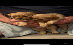 Cavalier King Charles Spaniel dogs for sale: 1 BOY LEFT**** Cavalier King Charles puppies - Image 11