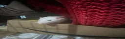 Rat rodents for sale: 3 male Dumbo rats with cage  in Scarborough - Advert 2