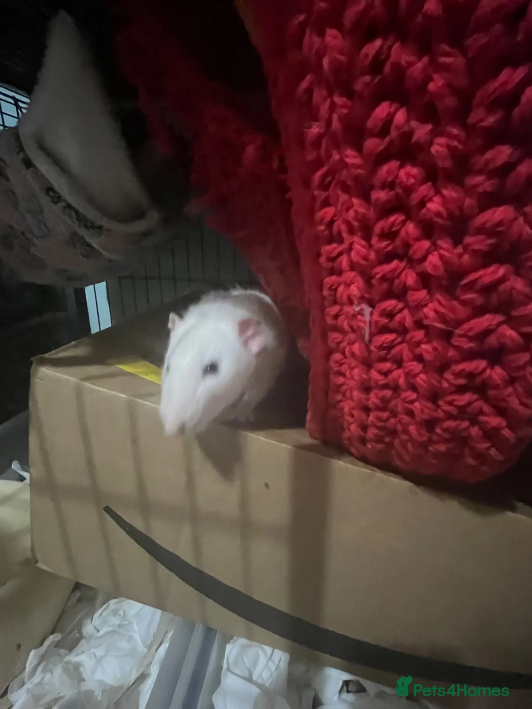 Rat rodents for sale: 3 male Dumbo rats with cage  in Scarborough - Advert 2