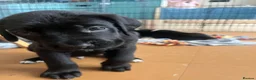 Cane Corso dogs for sale: Beautiful Purebred Cane corso puppies - Advert 24