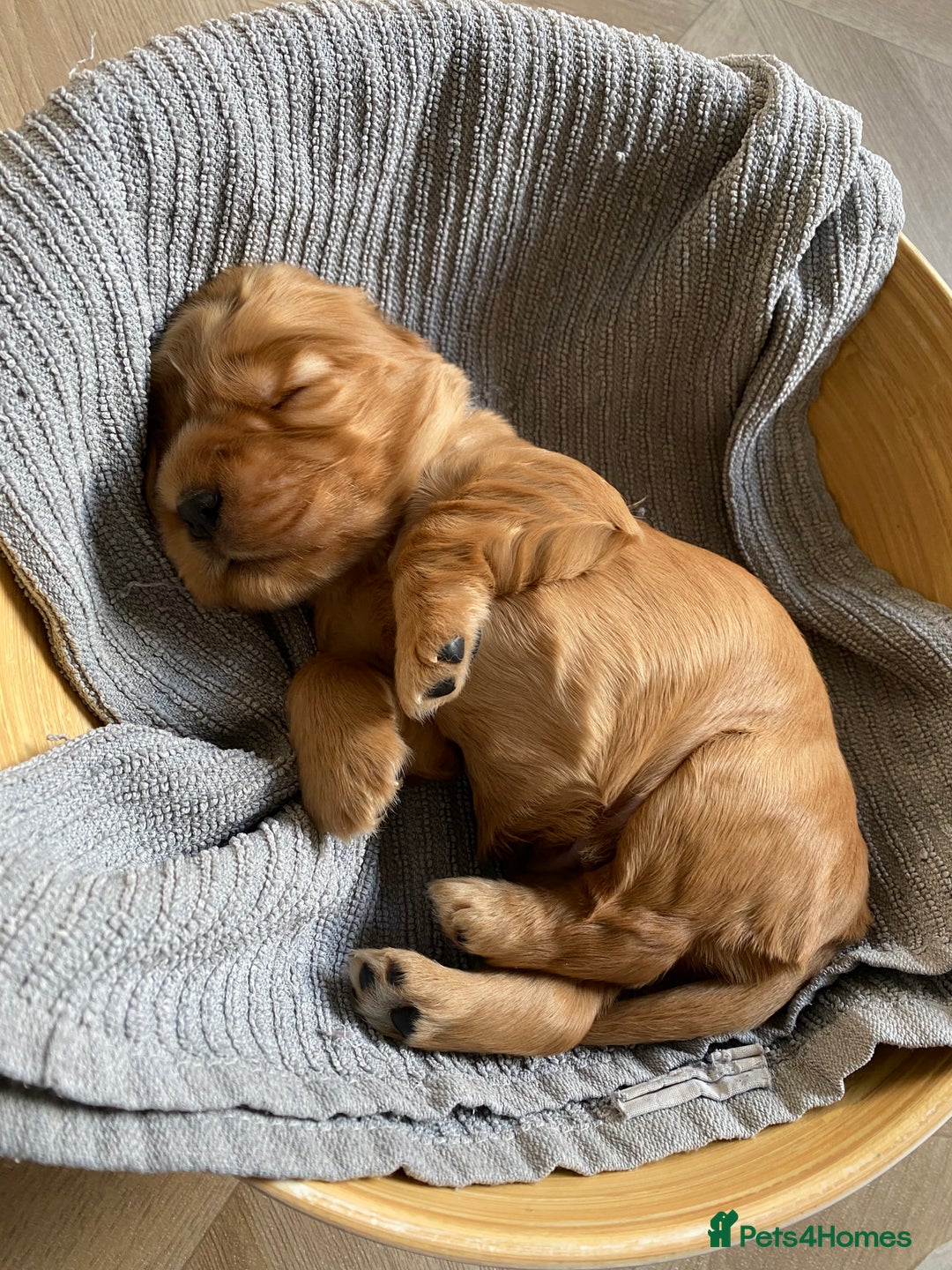 Cocker Spaniel dogs for sale: KC Sable show type Cocker spaniel puppies - Image 3
