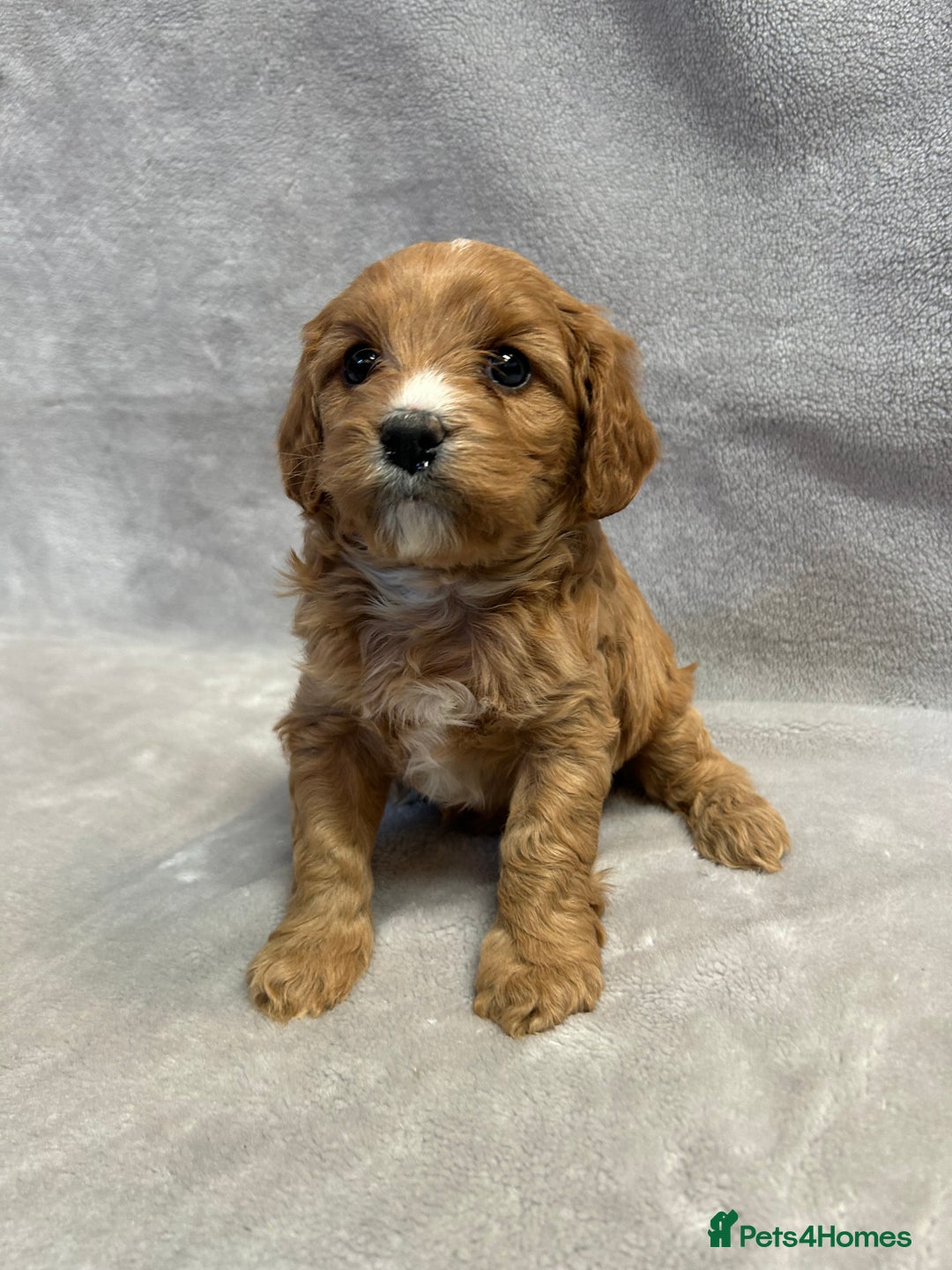 Cavapoochon dogs for sale: Gorgeous red female cavapoochon  - Advert 4