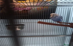 Budgerigars birds for sale: Male and Female Budgie looking for a new home ❤️ - Image 4