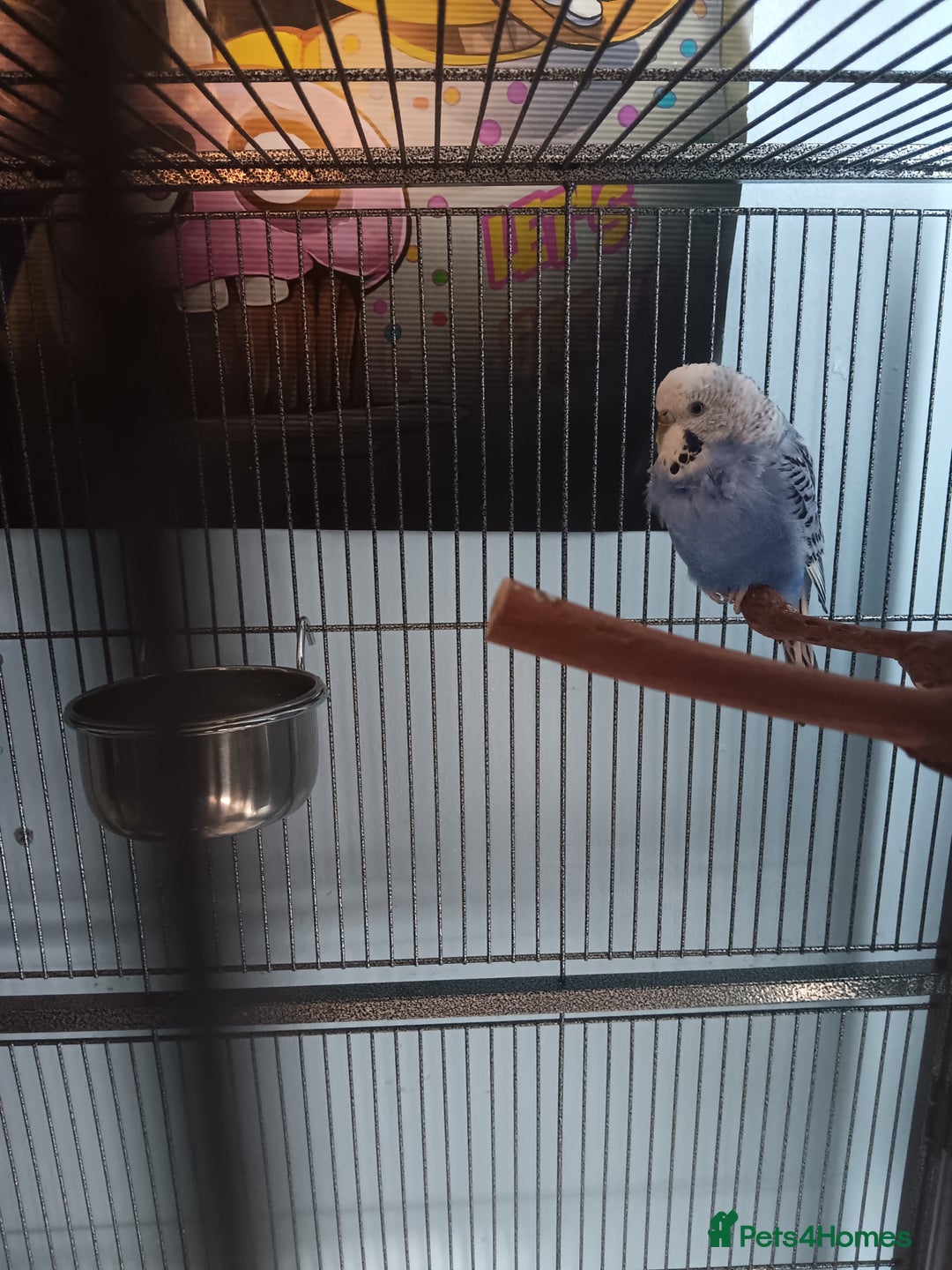 Budgerigars birds for sale: Male and Female Budgie looking for a new home ❤️ - Image 4