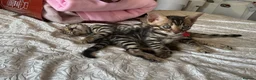 Bengal cats for sale: Adorable Bengal kittens pedigree ready to reserve - Advert 10