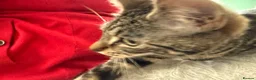 Mixed Breed cats for sale: 2 beautiful black tabby kittens (sisters) in Swindon - Advert 26