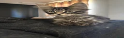 Maine Coon cats for sale: Home reared MaineCoon Pedigree Kittens  - Advert 12