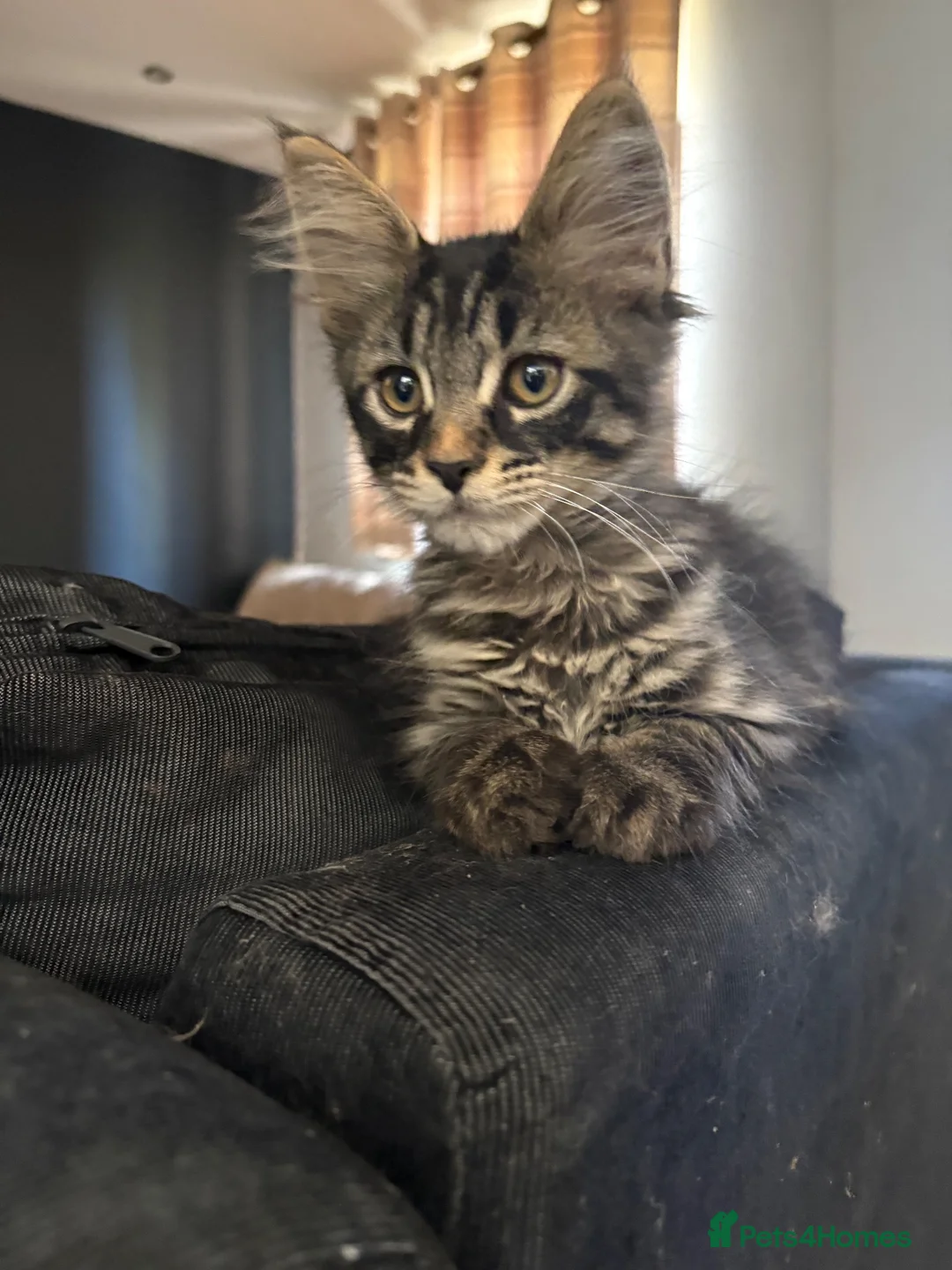 Maine Coon cats for sale: Home reared MaineCoon Pedigree Kittens  - Advert 12