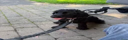 Cocker Spaniel dogs for sale: Female Show Cocker - Advert 2