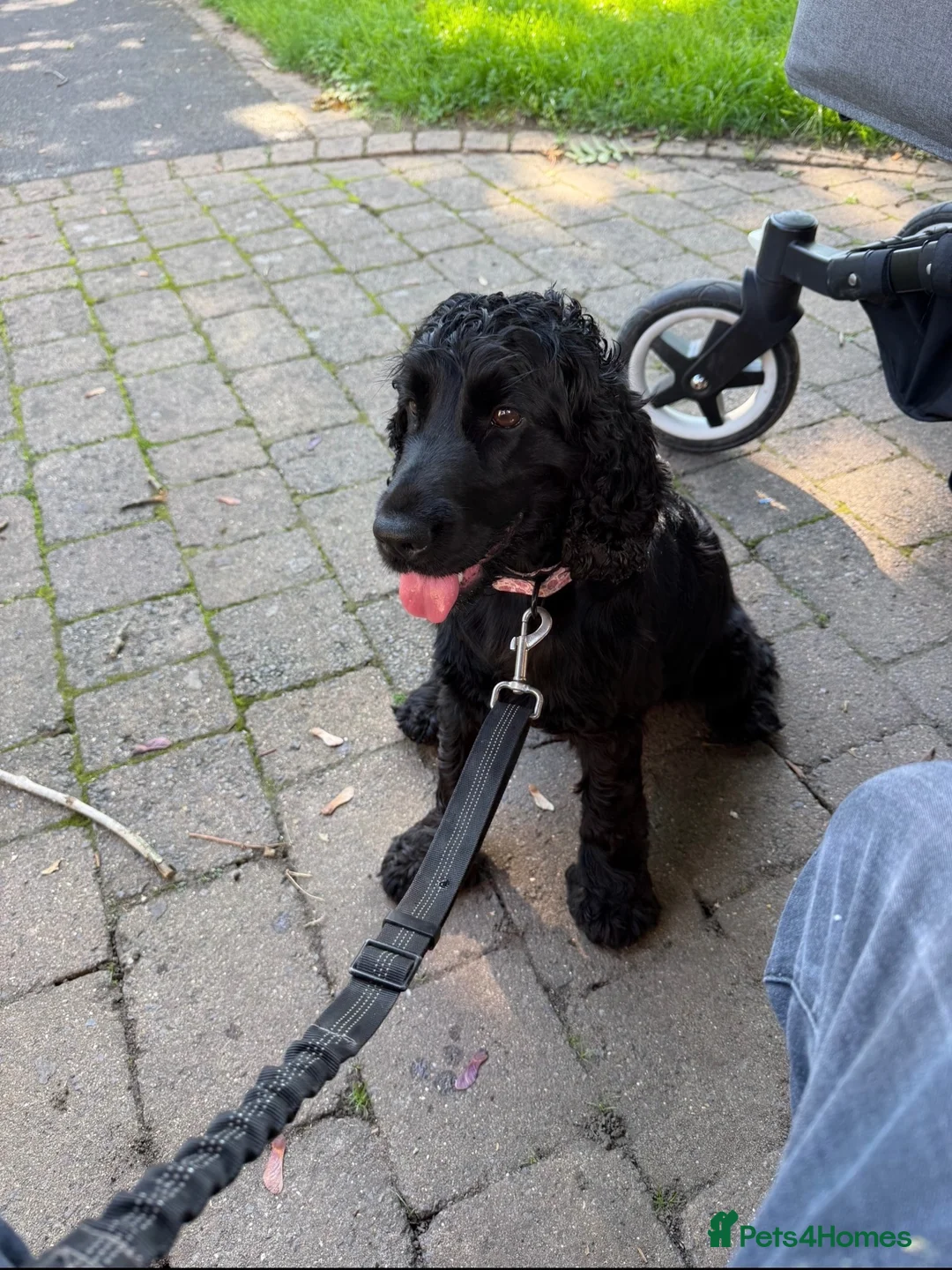 Cocker Spaniel dogs for sale: Female Show Cocker - Advert 2