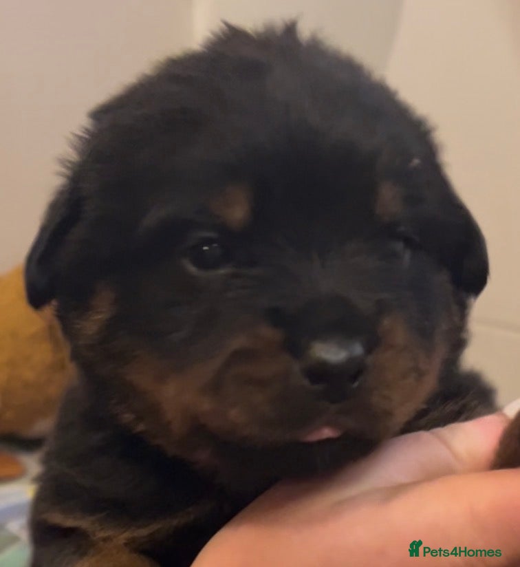 Rottweiler dogs Rottweilers top health tested parents - Advert 5