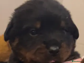 Rottweiler dogs Rottweilers top health tested parents - Advert 5