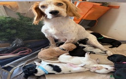 Cocker Spaniel dogs for sale: Working Cocker Spaniel Puppies  - Image 1