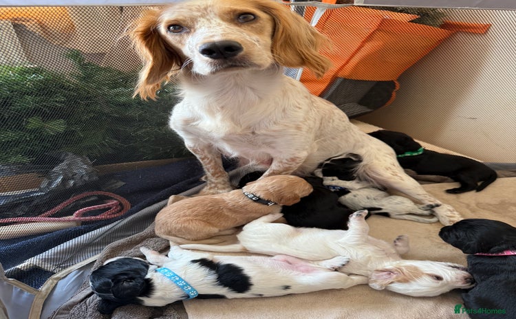 Cocker Spaniel dogs - Advert 2