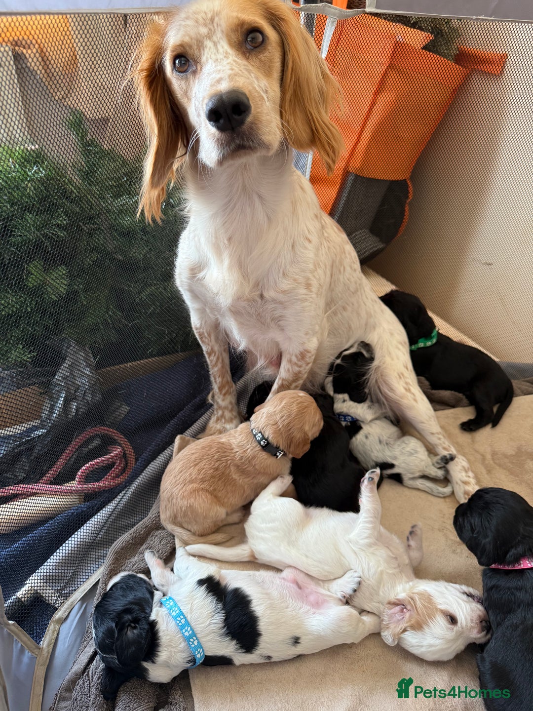 Cocker Spaniel dogs for sale: Working Cocker Spaniel Puppies  - Image 1