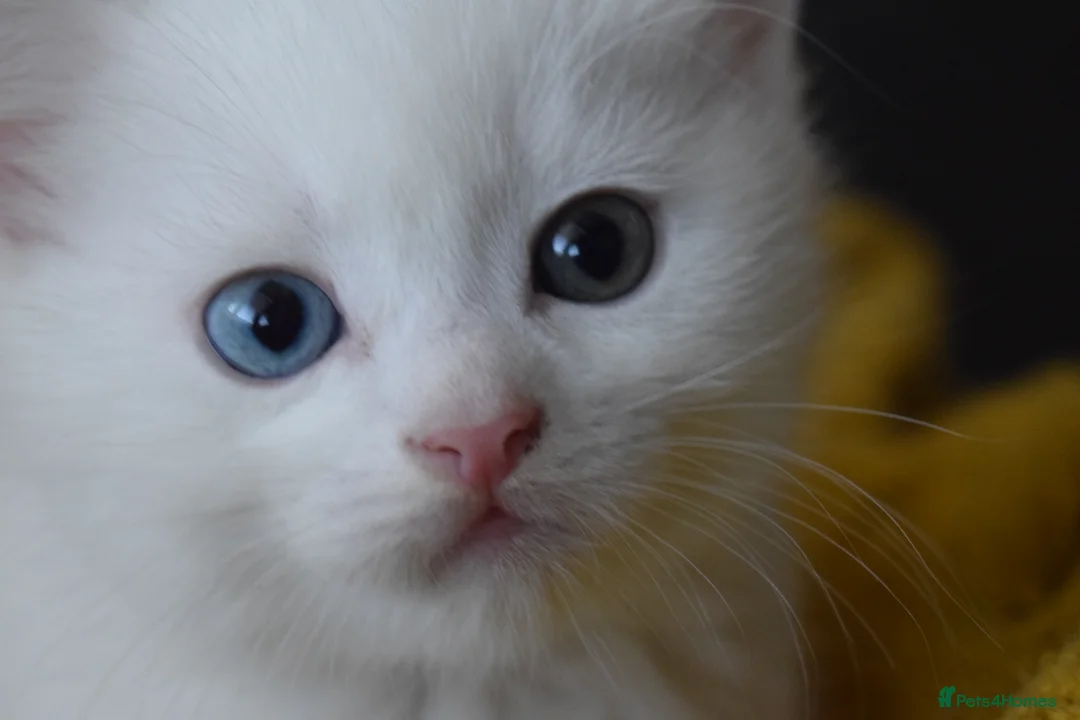 Mixed Breed cats for sale: Rare Odd Eye Mixed Breed Kitten for sale - Advert 1