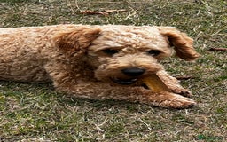 Toy Poodle dogs for stud: KC Registered Red Toy Poodle Fully DNA Tested in Radstock - Image 29