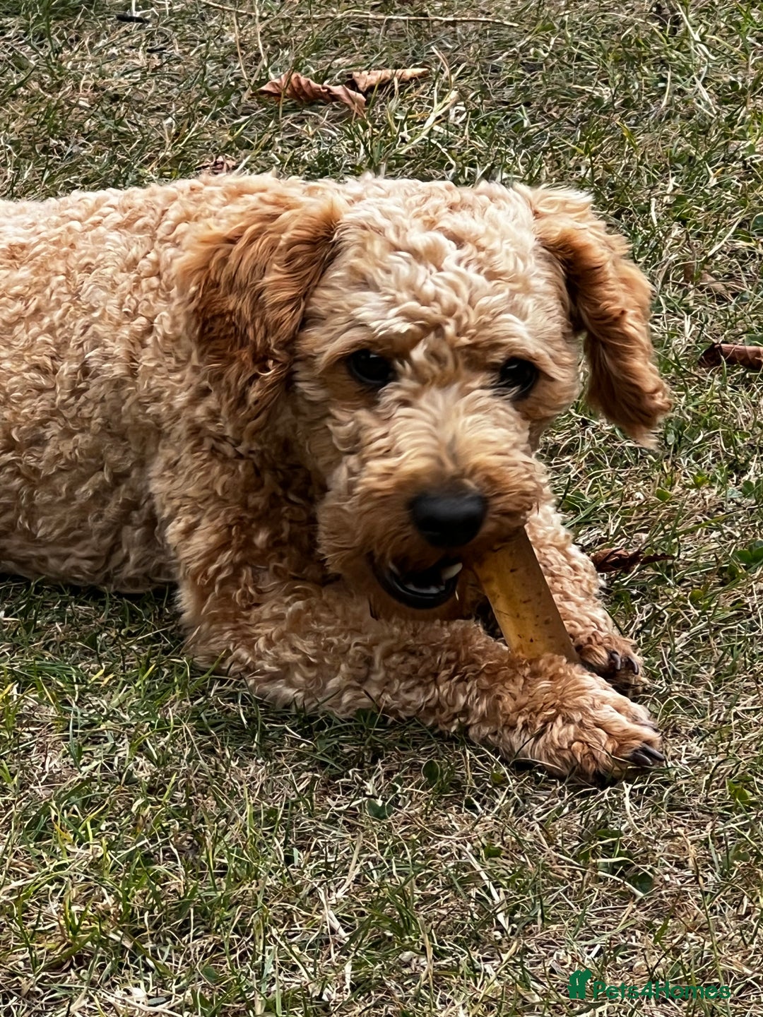 Toy Poodle dogs for stud: KC Registered Red Toy Poodle Fully DNA Tested in Radstock - Image 29
