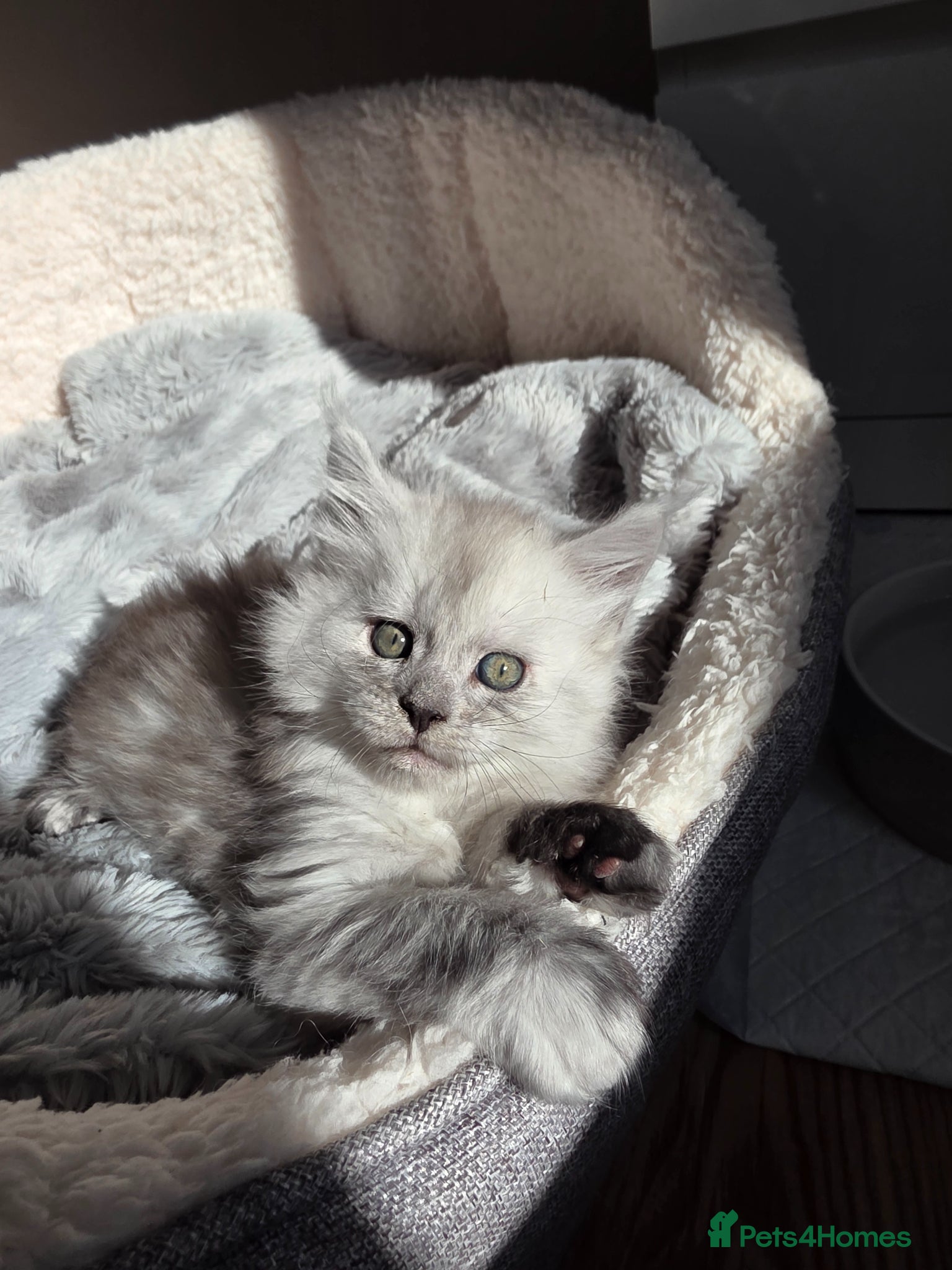 Maine Coon cats  Maine Coon Kittens Looking for Loving Homes!   - Advert 1