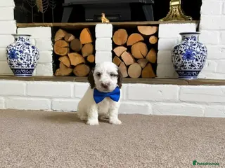 Cockapoo dogs Lovely F1 Cockapoo Puppies! - Advert 9