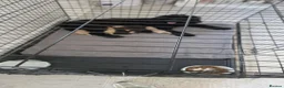 Cockapoo dogs for sale: Beautiful F1B Cockapoos 🐶 - Advert 8