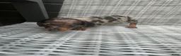 Miniature Dachshund dogs for sale: Smooth Haired Miniature Dachshund Puppies for Sale - Advert 7