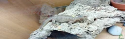 Lizard reptiles for sale: Egyptian uromastyx  - Advert 6