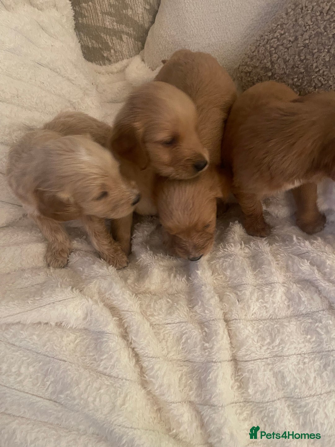 Mixed Breed dogs for sale: Gorgeous puppy’s  - Advert 2