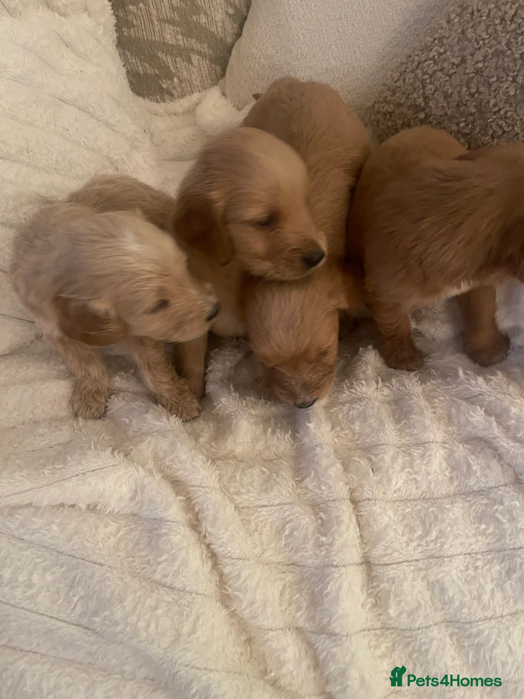 Mixed Breed dogs for sale: Gorgeous puppy’s  - Advert 2