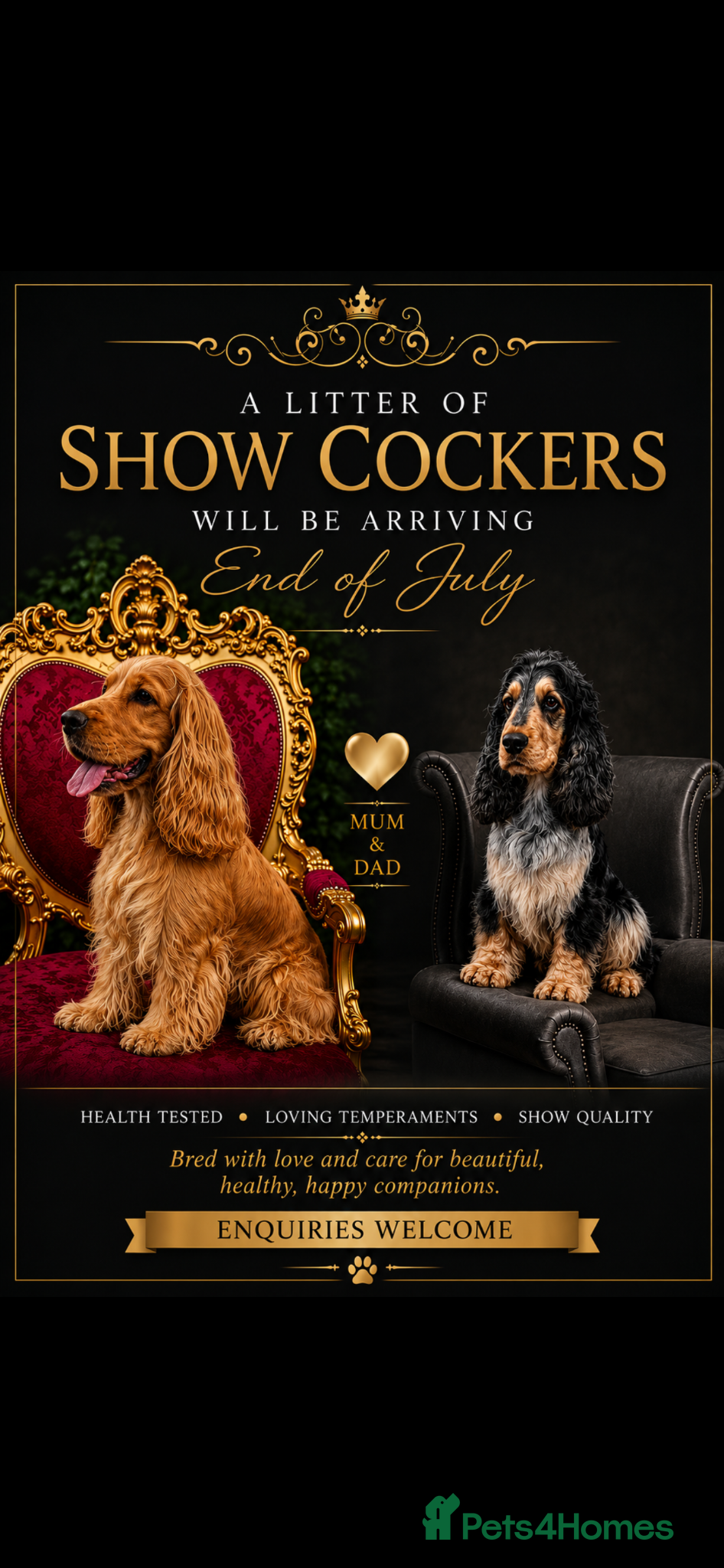 Cocker Spaniel dogs Show Cocker Puppies Due - Advert 1