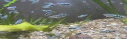 Gouramis fish for sale: Opal line blue gourami  in Southport - Advert 3