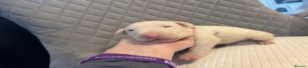English Bull Terrier Puppy 6