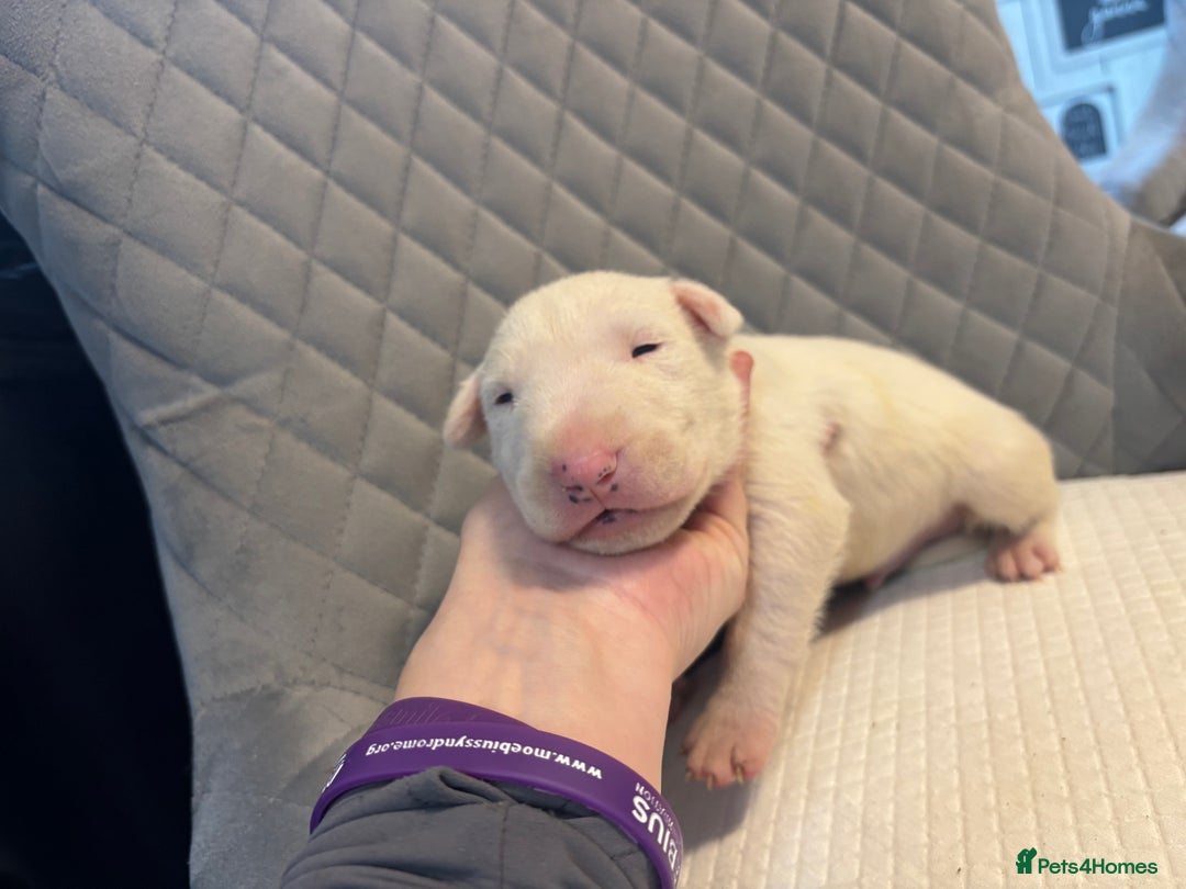 English Bull Terrier dogs for sale: Champion Bloodline English Bull Terrier Puppies  - Image 20