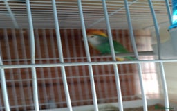 Lovebirds birds for sale: Lovebirds  - Image 3