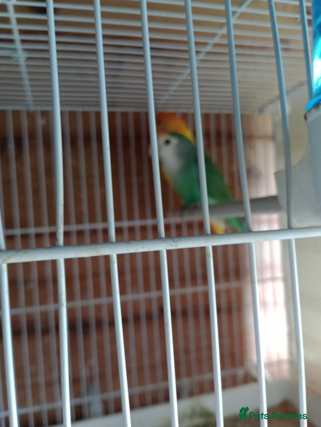 Lovebirds birds for sale: Lovebirds  - Image 3
