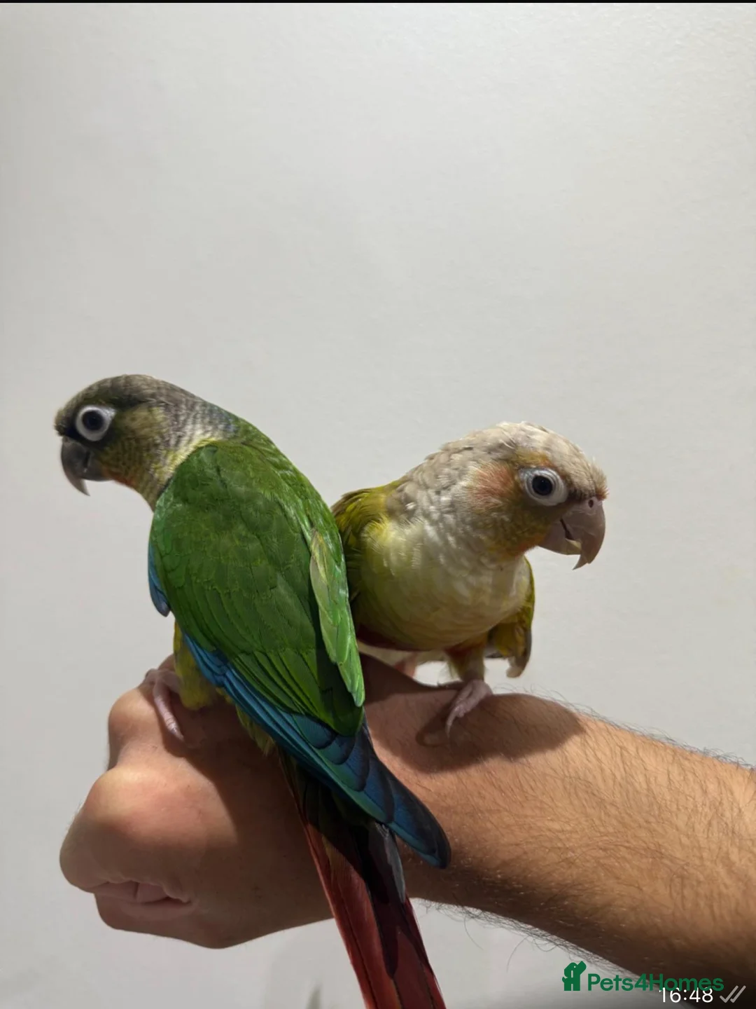 Conures birds for sale: Beautiful hand tamed conures  in Harrow - Advert 2