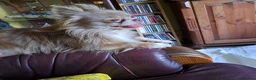 Chihuahua dogs for stud:  Milo-long haired tri  chihuahua for stud. - Advert 3