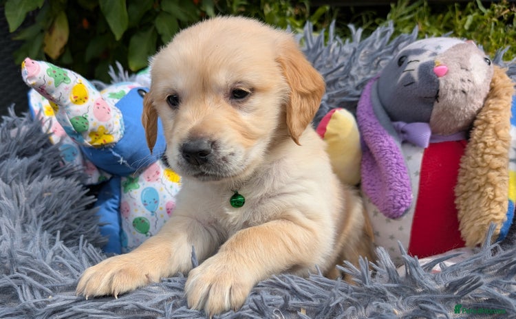 Golden Retriever dogs - Advert 3