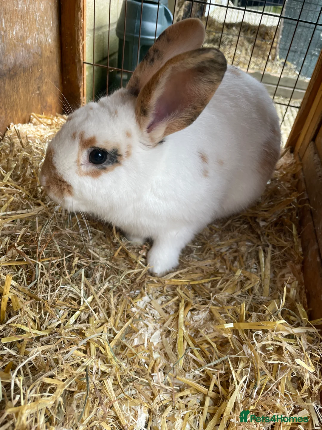 Mixed Breed rabbits for sale: 6 month old Male Mixed Lop - Advert 2